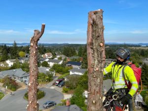About Tree People - ISA Certified Arborist in Seattle WA