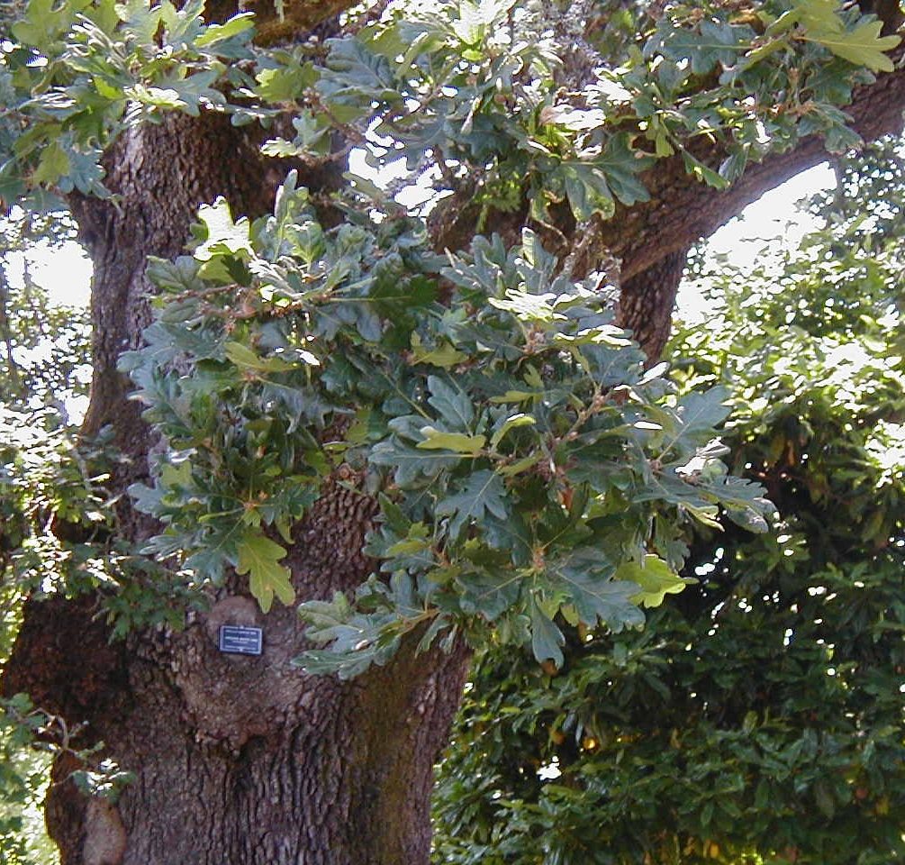 A mature Garry oak, Quercus garryana, prominently stands in a residential area of Victoria B.C., showcasing its dense, lush canopy.