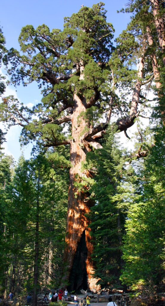 Image of a Giant Sequoia tree, highlighting its massive size and vibrant foliage.