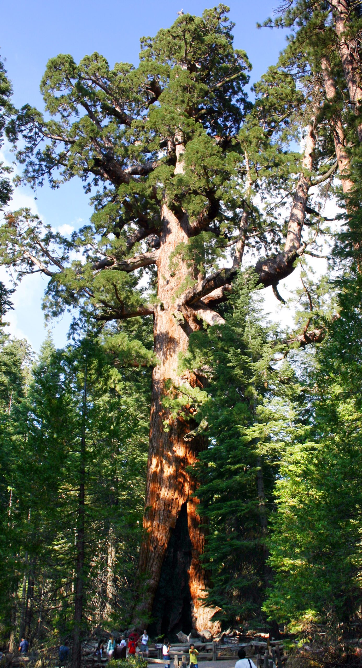 Giant Sequoia