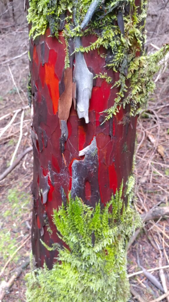 Close-up of a Western yew tree trunk with peeling red bark and green moss.